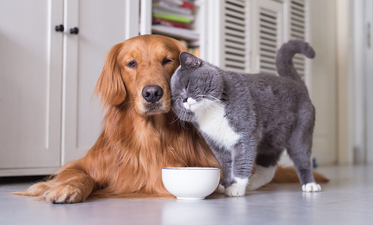 Que faire de votre animal domestique en cas d’hospitalisation ?