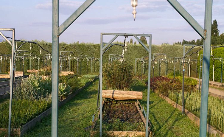 Ici, on pousse ! Et sans pesticides….