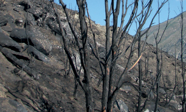 Risque incendie de forêt